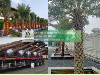 Báo Giá Thi Công Cây Xanh Công Trình Dự Án 2025: Chất Lượng, Tối Ưu Chi Phí 1