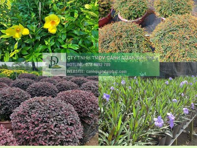 Báo Giá Thi Công Cây Xanh Công Trình Dự Án 2025: Chất Lượng, Tối Ưu Chi Phí 2