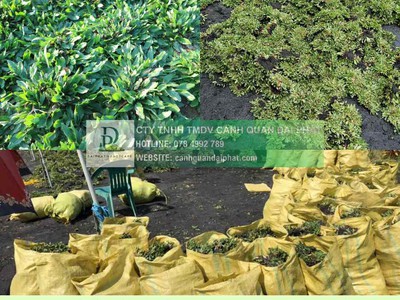 Báo Giá Thi Công Cây Xanh Công Trình Dự Án 2025: Chất Lượng, Tối Ưu Chi Phí 3