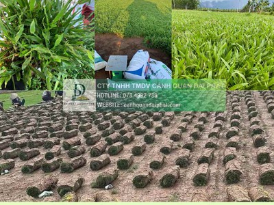 Báo Giá Thi Công Cây Xanh Công Trình Dự Án 2025: Chất Lượng, Tối Ưu Chi Phí 4