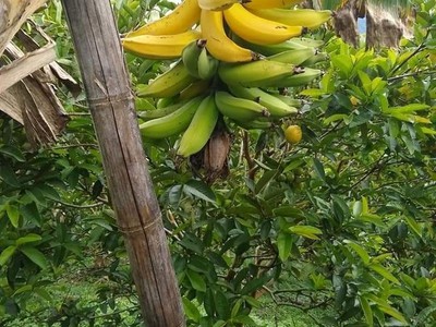 Cần tiền xoay vốn cần bán gấp 525m2 đất có hơn 200m2 thổ cư gần Sân bay Quốc tế Long Thành. 1