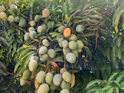 Cần tiền xoay vốn cần bán gấp 525m2 đất có hơn 200m2 thổ cư gần Sân bay Quốc tế Long Thành. 2