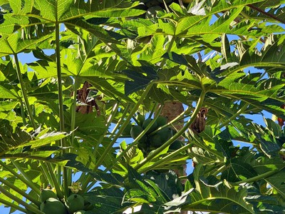 Cần tiền xoay vốn cần bán gấp 525m2 đất có hơn 200m2 thổ cư gần Sân bay Quốc tế Long Thành. 3