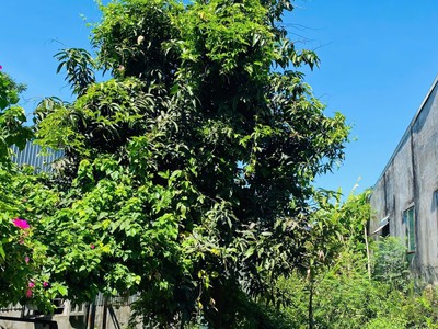  lô đất kiệt nguyễn như đãi   100m    chỉ 1,79 tỷ 2