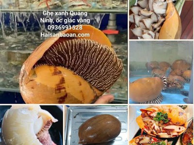Cần bán ốc giác tươi ngon tuyển chọn 0