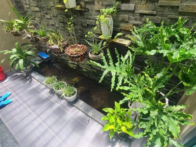 Cho thuê nhà mặt tiền kđt hà quang   phường phước hải- tp nha trang 3