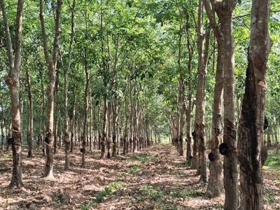 BÁN 19318m Đất SKC Chánh Phú Hòa - Bến Cát 0