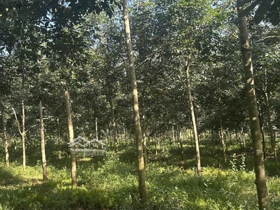 Chủ kẹt tiền bán gấp 2,2ha đất cao su thu nhập trên 30tr/tháng 100m mặt tiền đường nhựa 6m 0