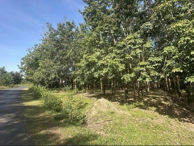 Chủ kẹt tiền bán gấp 2,2ha đất cao su thu nhập trên 30tr/tháng 100m mặt tiền đường nhựa 6m 1