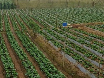 Đất đẹp giá tốt chính chủ cần bán tại lạc xuân, đơn dương, lâm đồng 4