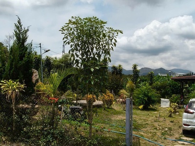 Bán gấp 2 miếng đất tại Lâm Đồng đồng giá 600tr cho 200m2. 5