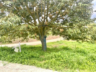 Còn 2 Lô Duy Nhất Đất Lộc Nam Giảm Giá Cực Sốc Từ 7xx Giảm Còn 5xx 1