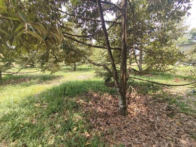 Bán đất   nhà   vườn sầu riêng   phường hưng chiến, tx bình long, bình phước 0