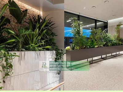 Chăm Sóc và Bảo Dưỡng Cây Xanh Văn Phòng Định Kỳ DPL 0