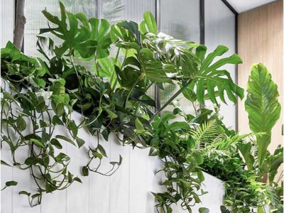 Chăm Sóc và Bảo Dưỡng Cây Xanh Văn Phòng Định Kỳ DPL 1