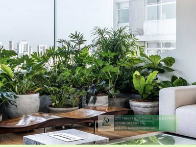 Chăm Sóc và Bảo Dưỡng Cây Xanh Văn Phòng Định Kỳ DPL 2