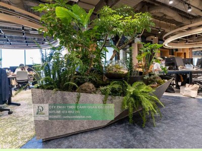 Chăm Sóc và Bảo Dưỡng Cây Xanh Văn Phòng Định Kỳ DPL 3