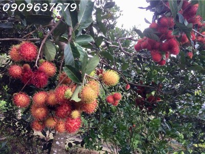 Hàng hiếm một khu du lịch sinh thái lung tràm- cần thơ -17.732m2 3