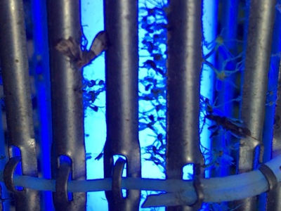 Đèn diệt côn trùng sử dụng gia đình SSK-10W 2