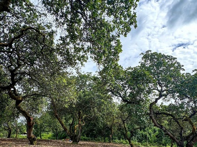 Một mảnh đất mới toanh giáp suối - view Hồ Trị An - sẵn nhà container siêu đẹp chỉ ở tại Thống Nhất. 4