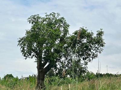 Bán nhanh đất nền 525m2 có hơn 200m2 thổ cư giáp suối lớn tại Cẩm Mỹ. 4