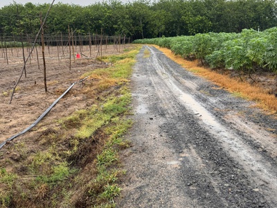 Sở hữu ngay lô đất đẹp diện tích 1000m2 2