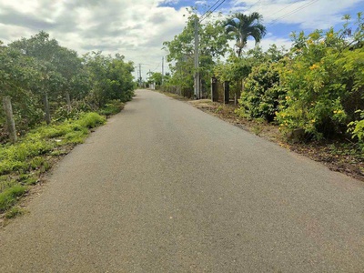 Bông trang 20m mt nhựa 100tc giá 130tr/ m tl 0