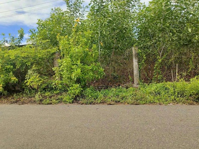 Bông trang 20m mt nhựa 100tc giá 130tr/ m tl 1