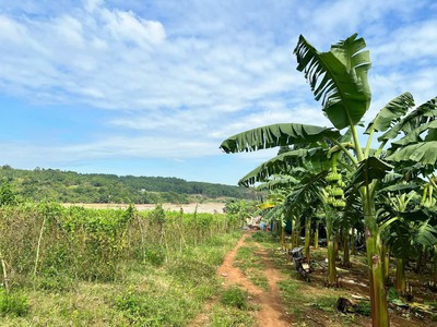 Đất thành phố bmt dt 7182m2 giáp sông serepok, đường oto tới đất, cách bmt chỉ 13km phù hợp làm 2