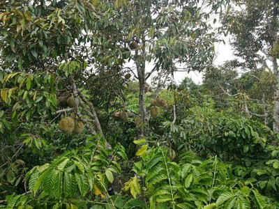 Ea tosh- krông năng- đắk lắk dt 8 48m sẵn 60m2 thổ mặt tiền đường bê tông kdc bàn cờ thông các 3