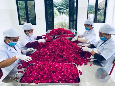 Giải Pháp Đơn Giản Hóa Quy Trình Sơ Chế Dược Liệu, Nông Sản Giúp Nâng Tầm Hiệu Suất Sản Xuất 0