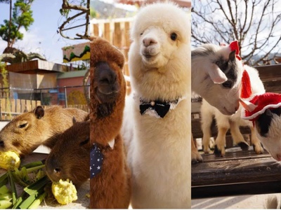 Bán Khu Du Lịch Thế Giới Mèo Ú 1ha7 doanh thu 500tr/th 3