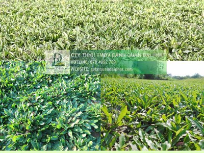 Thi Công Cỏ Nhung Và Cỏ Lá Gừng Cho Công Trình DPL 0