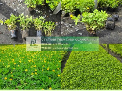 Thi Công Cỏ Nhung Và Cỏ Lá Gừng Cho Công Trình DPL 1