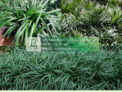 Thi Công Cỏ Nhung Và Cỏ Lá Gừng Cho Công Trình DPL 2