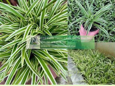 Thi Công Cỏ Nhung Và Cỏ Lá Gừng Cho Công Trình DPL 3