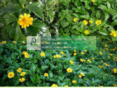 Thi Công Cỏ Nhung Và Cỏ Lá Gừng Cho Công Trình DPL 4