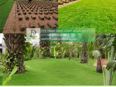 Thi Công Cỏ Nhung Và Cỏ Lá Gừng Cho Công Trình DPL 5