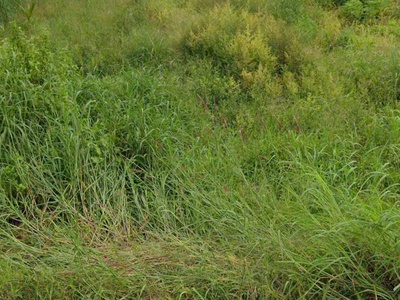 Bán đất 2318m2 full skc đóng tiền 1 lần-0909808615 2