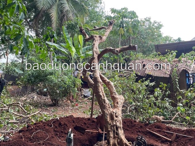 Dịch vụ di dời bứng cây, cắt tỉa cành ở Đồng Nai, HCM 0