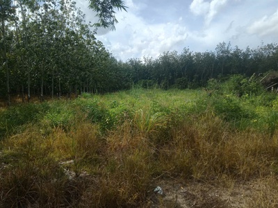 Cần bán 2 công đất chính chủ tại trường xuân, xã trường hòa, hòa thành, tây ninh 1