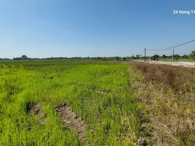 Đất ruộng.1500m2, mt40m, 310 tr/ sào. 0