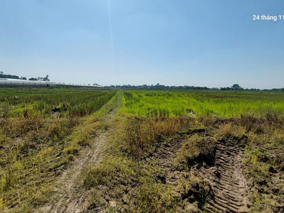 Đất ruộng.1500m2, mt40m, 310 tr/ sào. 2