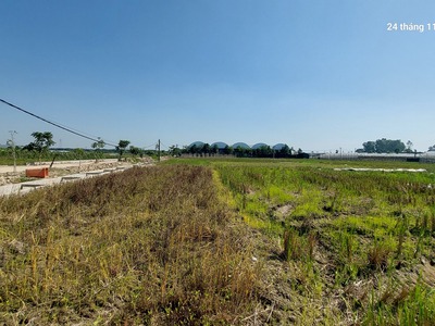 Đất ruộng.1500m2, mt40m, 310 tr/ sào. 1