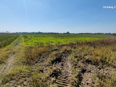 Đất ruộng.1500m2, mt40m, 310 tr/ sào. 3