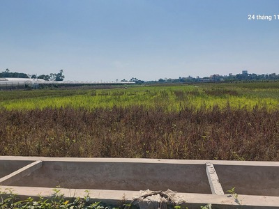 Đất ruộng.1500m2, mt40m, 310 tr/ sào. 4