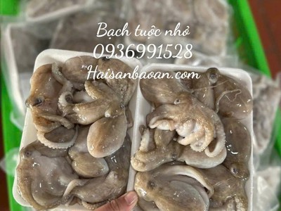 CẦn bán bạch tuộc tươi ngon giá tốt 0