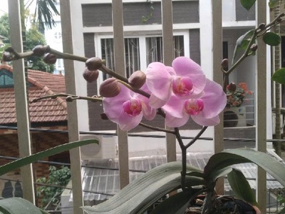 Hàng Hiếm Trung Tâm Tứ Liên - Tây Hồ - 3 bước ra ô tô 1