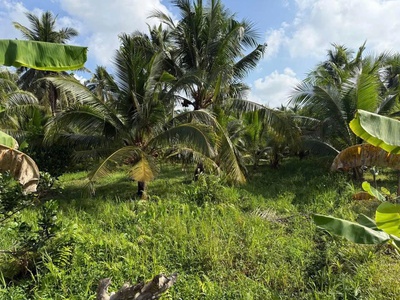 Bán đất vườn đẹp 300m thổ cư 2 đường ra vào huyện vũng liên , tỉnh vĩnh long 0