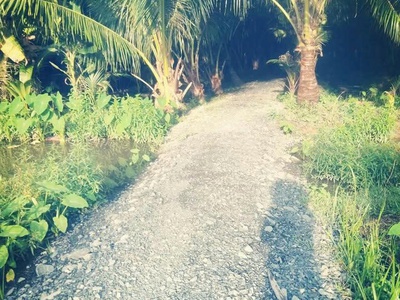 Bán đất vườn đẹp 300m thổ cư 2 đường ra vào huyện vũng liên , tỉnh vĩnh long 2